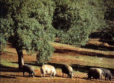 Jamón